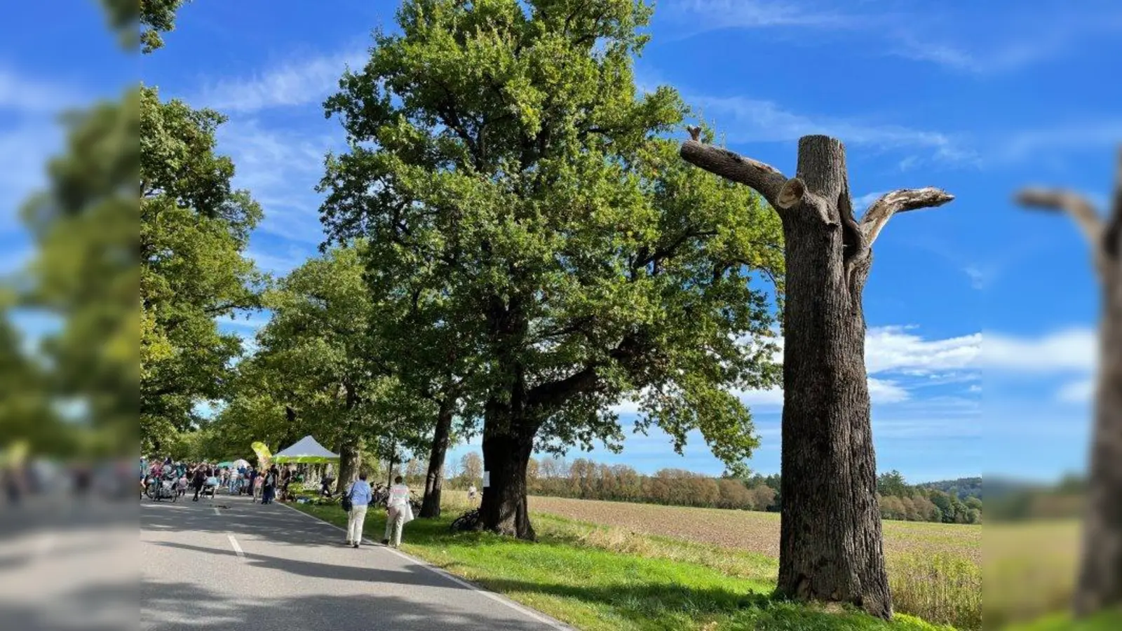 Abegestorbene Eichen bleiben als wertvolles Totholz und Biotop für kleine Lebewesen erhalten. (Foto: pst)