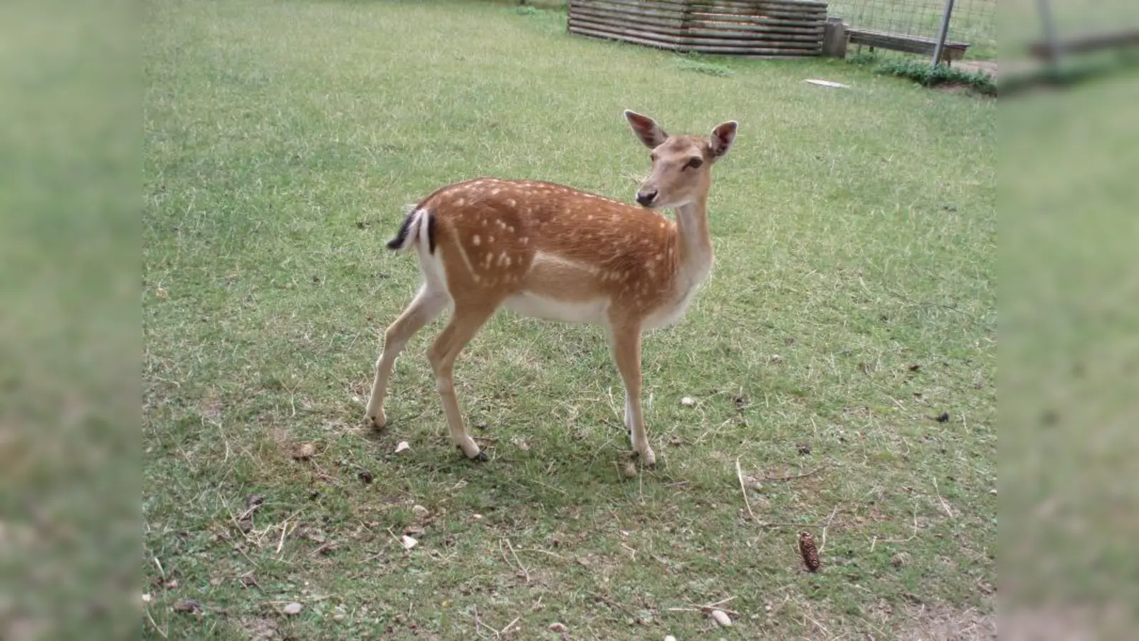 Im Gehege des Hirschgartens gibt es immer noch Damwild. (Foto: Sabine Fischer / pixelio.de)