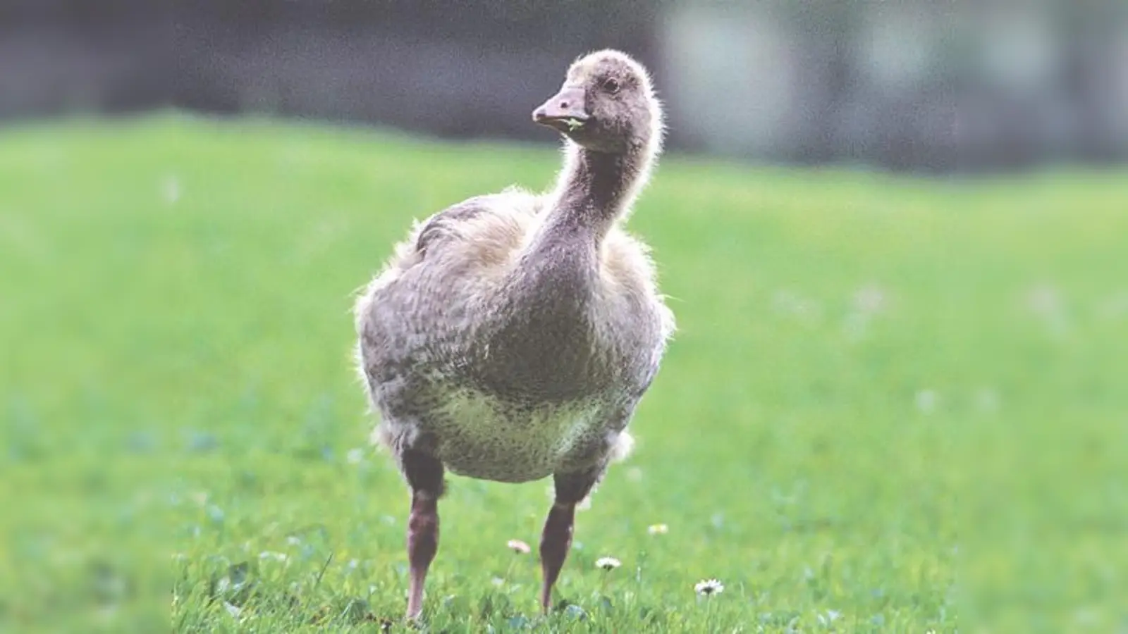 Diese junge Graugans ähnelt in ihrem Körperbau so manchem flugunfähigen Dinosaurier.	 (Foto: © Silke Sorge)