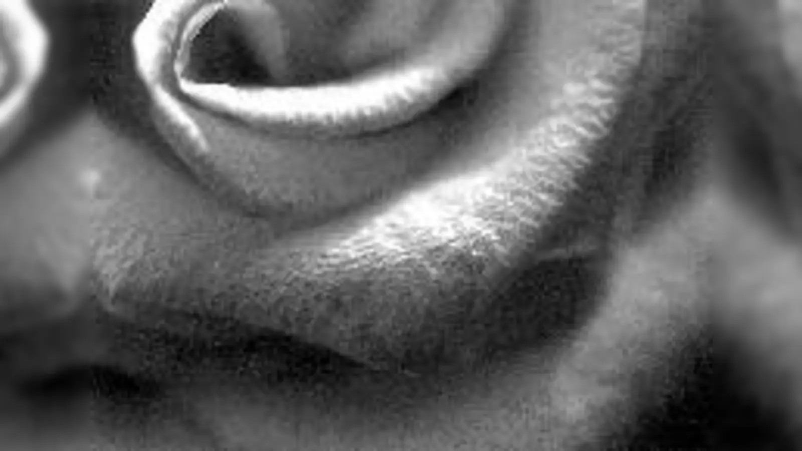 Pflanzenfotografien von Simone Rosenkranz in der Fotobibliothek Moosach.	 (Foto: S. Rosenkranz)