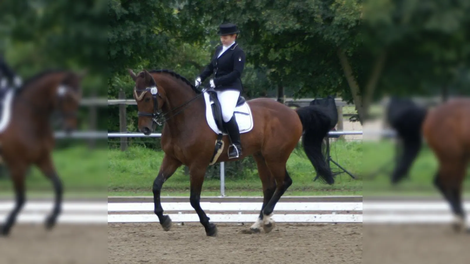 Simone Grosz wurde mit „Cubano” bei der Dressurprüfung der Klasse L auf Kandare zweite. (Foto: ar)
