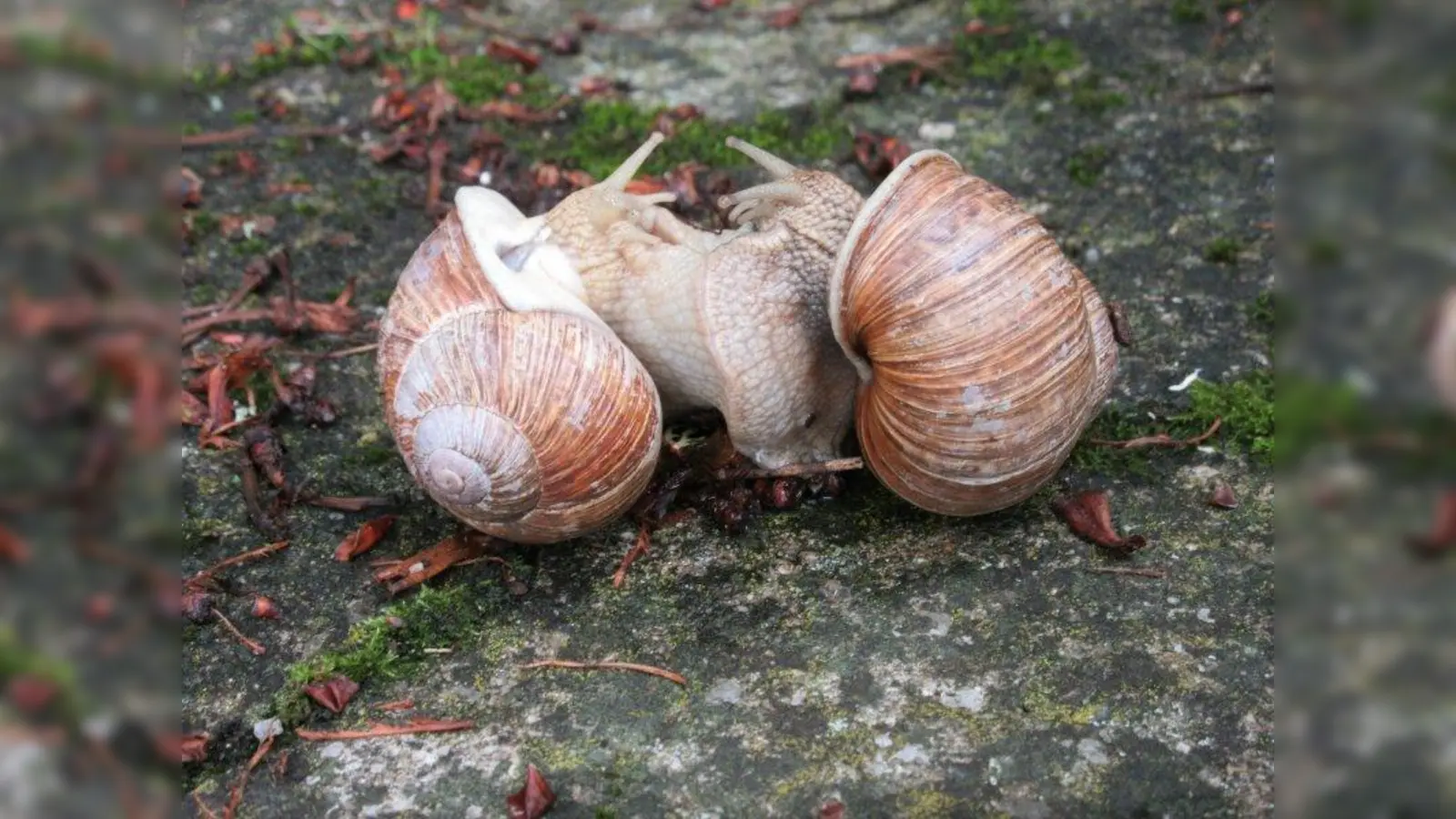 Foto: Erwin Preininger