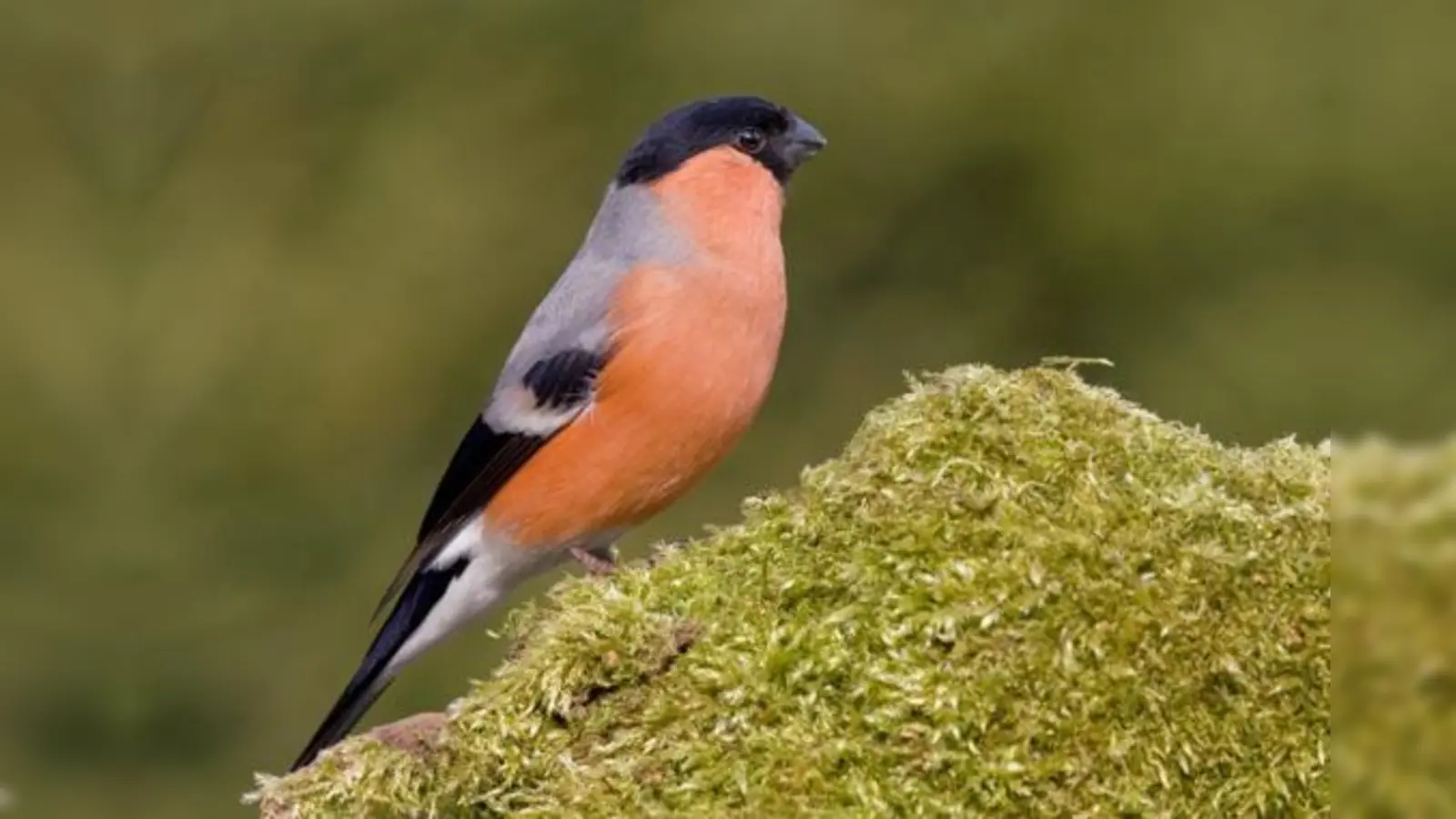 Ein Gimpel auf Nahrungssuche. Die Vogelvielfalt im Siedlungsbereich Ebersberg nimmt zu. Die Zählung soll diese Tendenz untermauern.	 (Foto: Andreas Giessler)