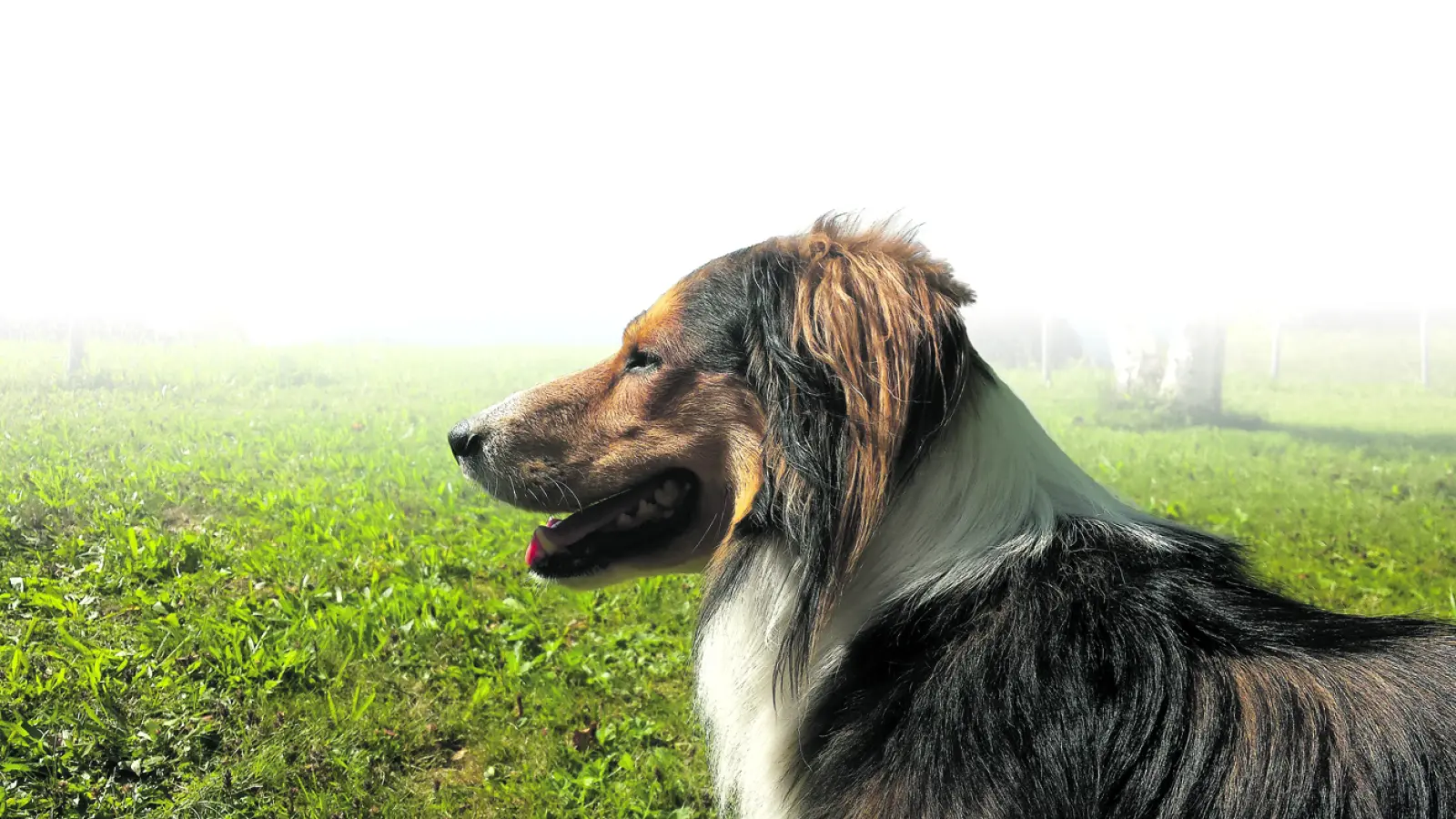 Der „Hundeführerschein“ für Hundehalter soll einen Anreiz für ein besseres Miteinander schaffen. (Foto: sd)