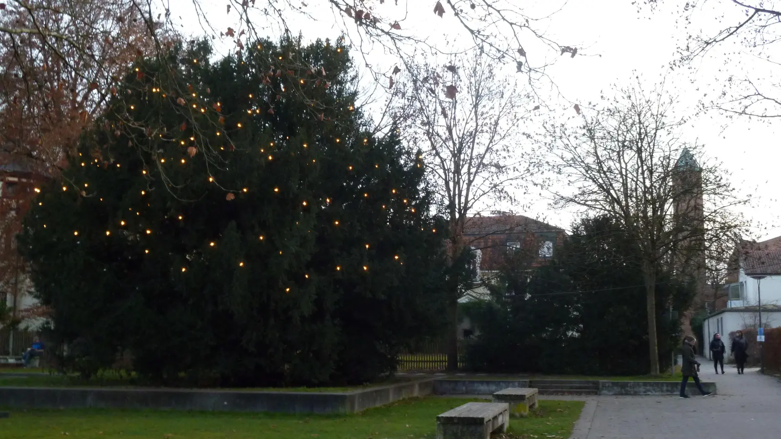 Alljährlich brennen am „Laimer Christbaum“, der Eibe am Laimer Anger, die Lichter. (Foto: Beatrix Köber)