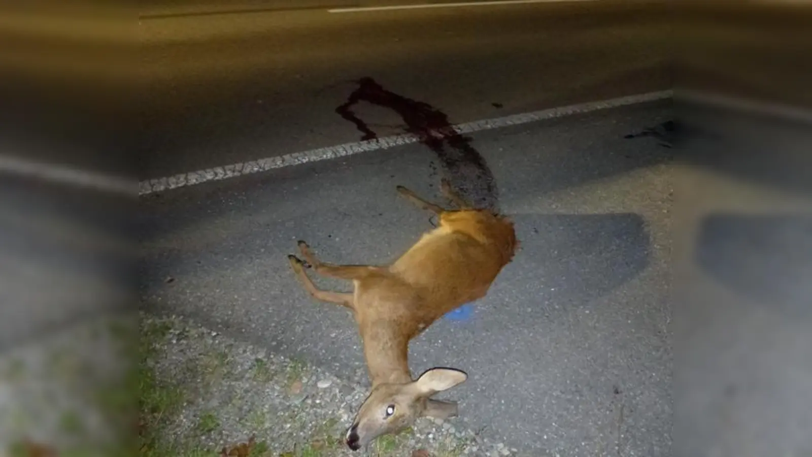 In der Dunkelheit sehen Autofahrer das Wild viel schlechter. Das Wild wiederum sieht das Auto, kann aber die Gefahr nicht einschätzen. So passieren im Herbst immer wieder Wildunfälle.  (Foto: VA)