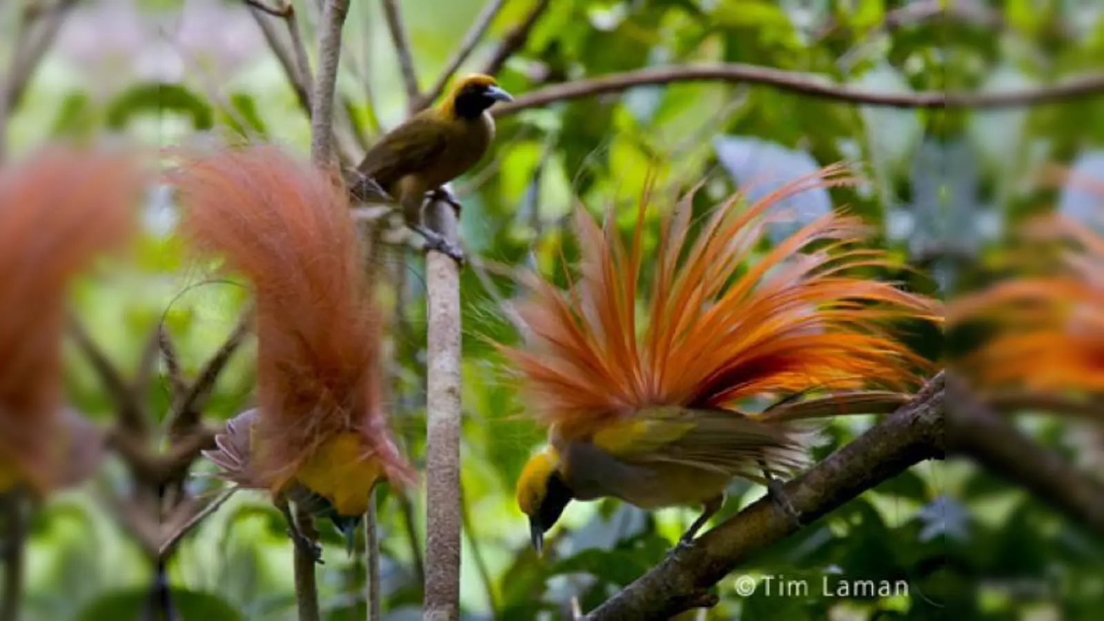 Die zauberhaften Federn der Paradiesvögel zierten die Hutmode um 1900  und führten damit zur ersten großen Artenschutzkampagne.  (Foto: Museum Mensch und Natur)