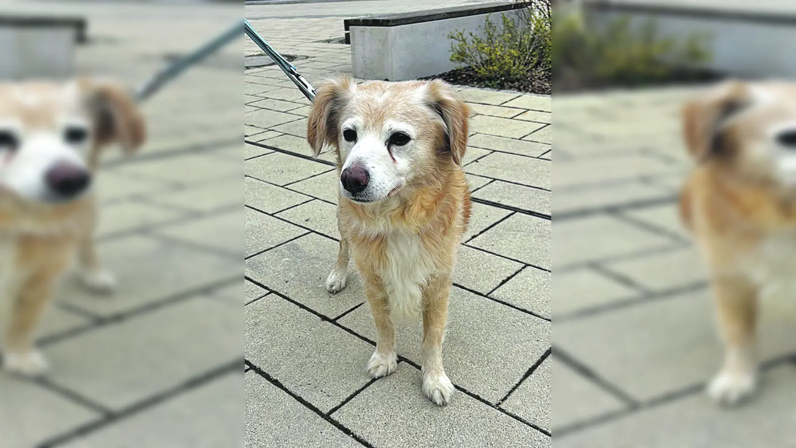 Golden Retriever-Mix Tino. (Foto: Tierheim Riem)
