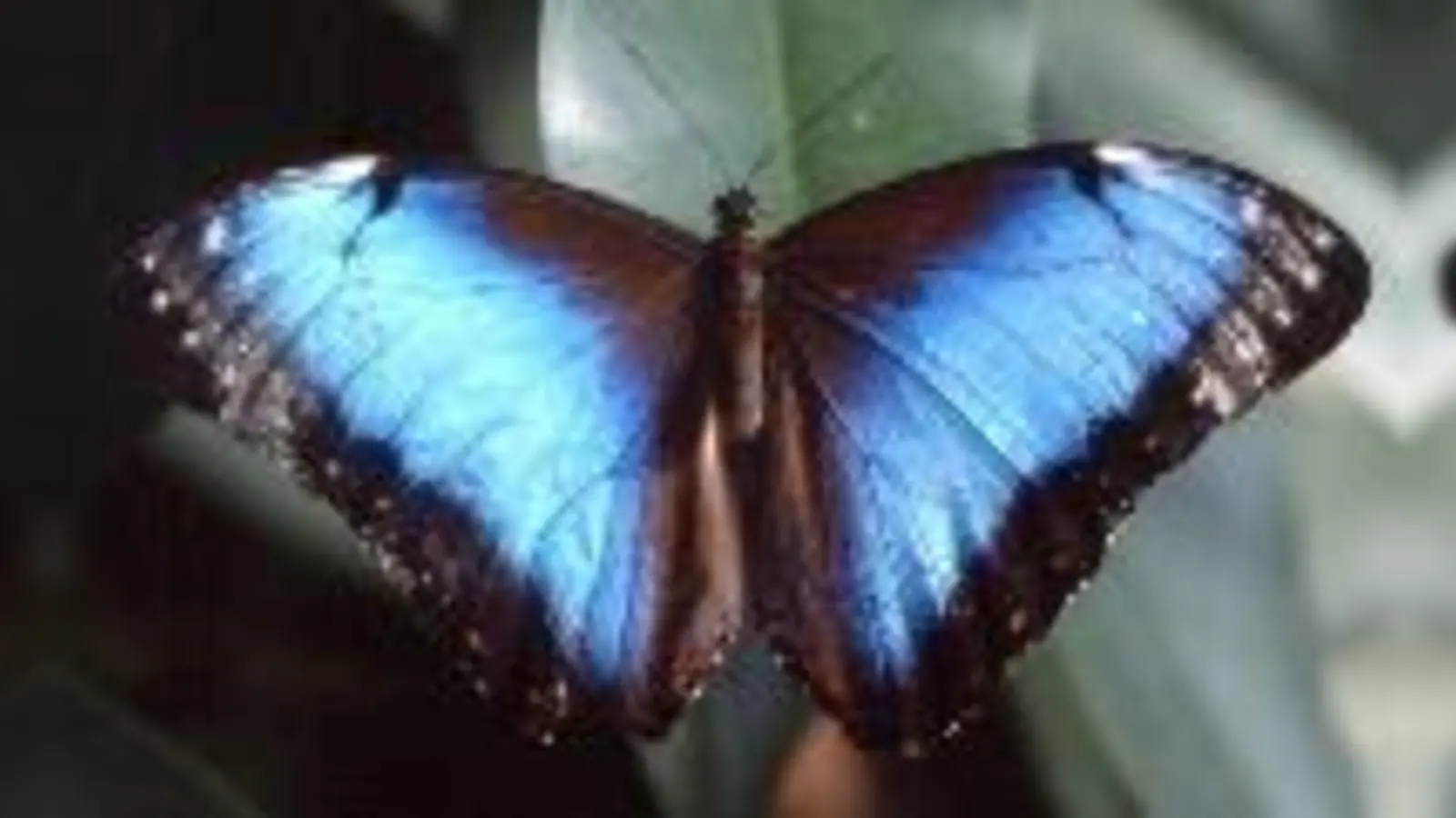 Der »Himmelsfalter«, Morpho peleides, zeigt für einen Augenblick seine ganze Farbenpracht.	  (Foto: VA)