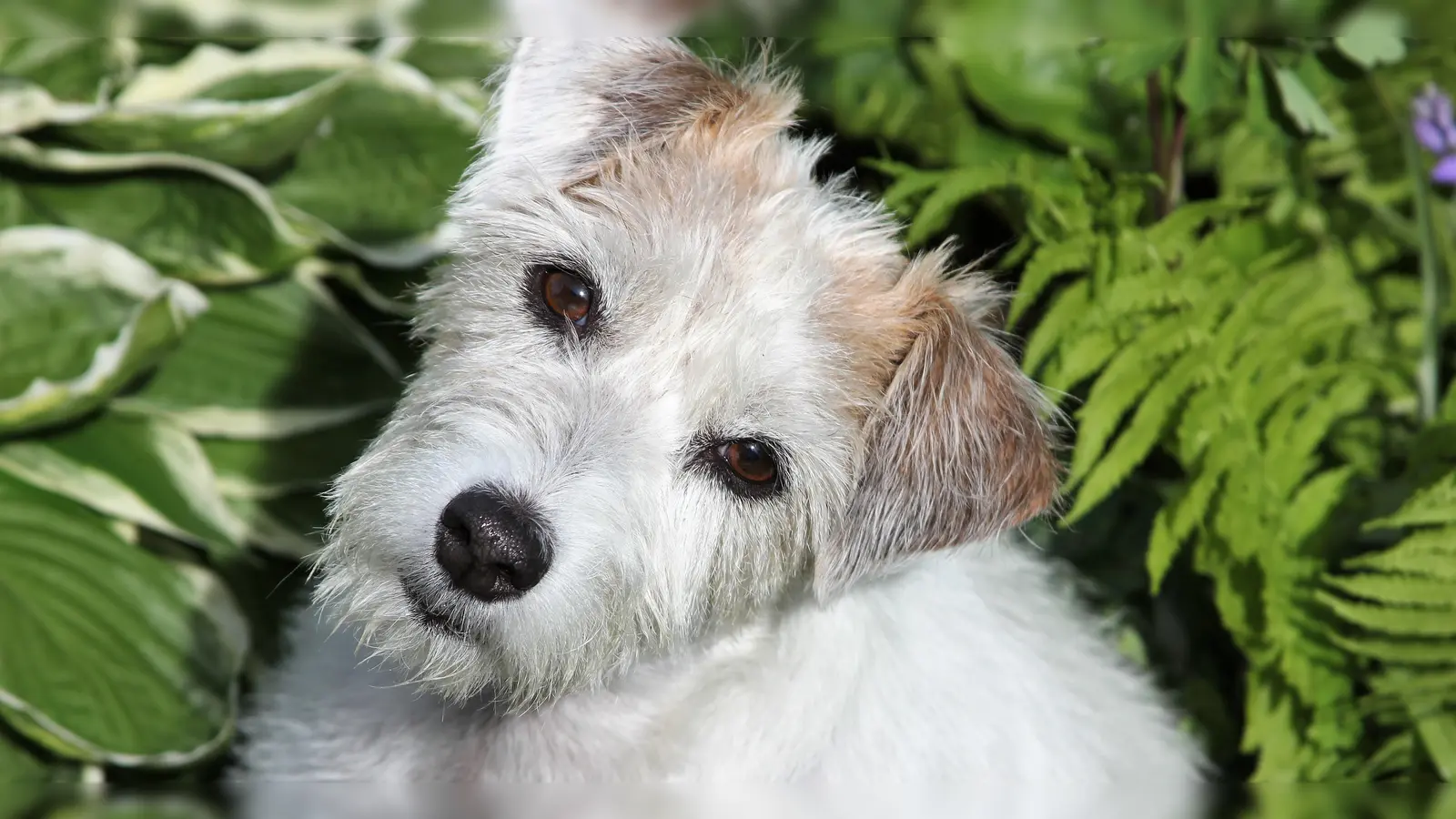 Für pünktlich eingegangene Hundesteuer bedankt sich die Stadtkämmerei. (Foto: chk)