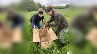 Landwirtin Lisa Gassner und Jägerin Astrid Brenninger bei der Kitzrettung. (Foto: Landesjagdverband)