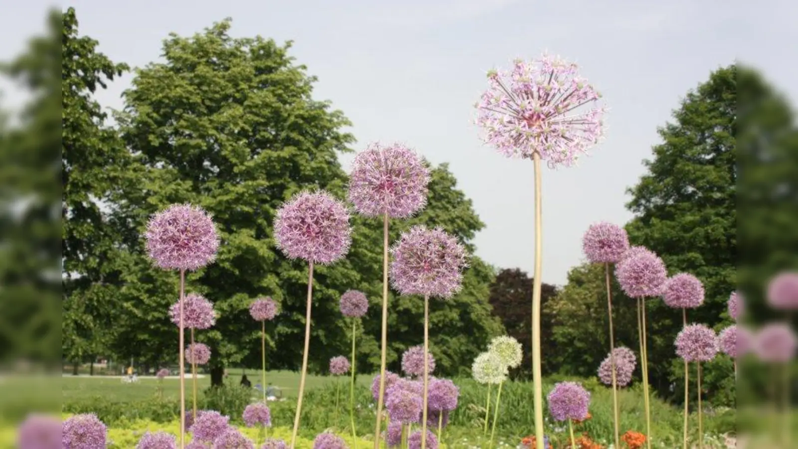 Durch den Westpark schlendern und ein ganz besonderers Gartenbuch anhören: Mathilde Westend macht&#39;s möglich. (Foto: job/ Archiv)