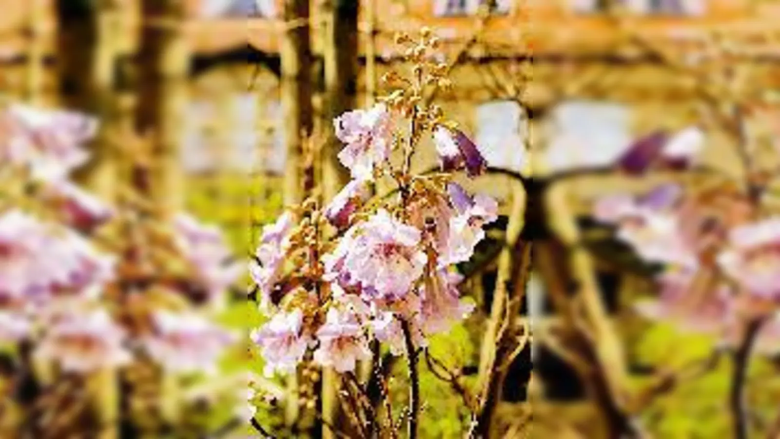 Seltene Pracht im Botanischen Garten: Die Blüten der Paulownia tomentosa.	 (Foto: Bot. Garten)