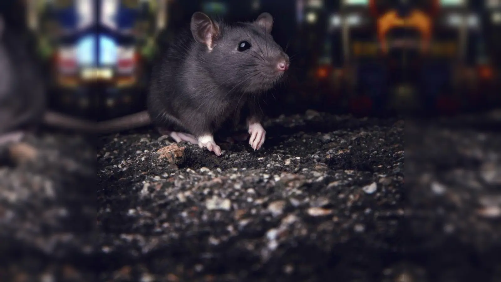 Dauerproblem: Bürger stören sich an der großen Rattenpopulation am Rotkreuzplatz. (Foto: photos.com)