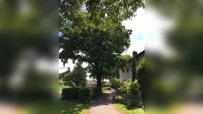 Die Friedenseiche weist kritische Schadstellen auf, deshalb wurde jetzt ein Zugtest gemacht. (Foto: Gemeinde Anzing)