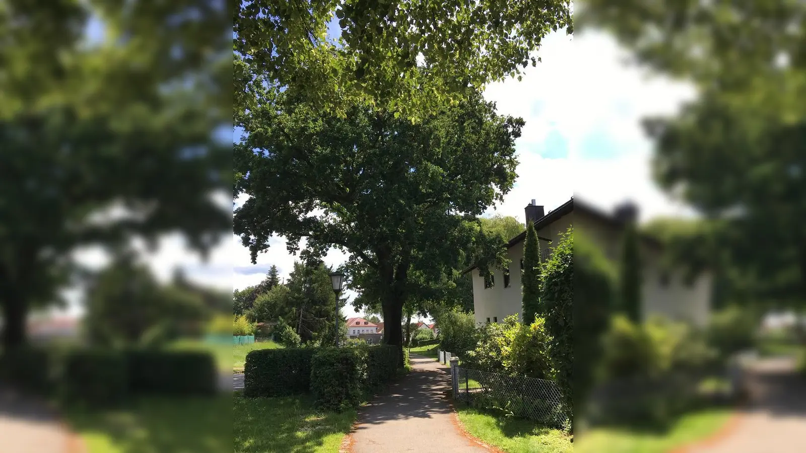 Die Friedenseiche weist kritische Schadstellen auf, deshalb wurde jetzt ein Zugtest gemacht. (Foto: Gemeinde Anzing)