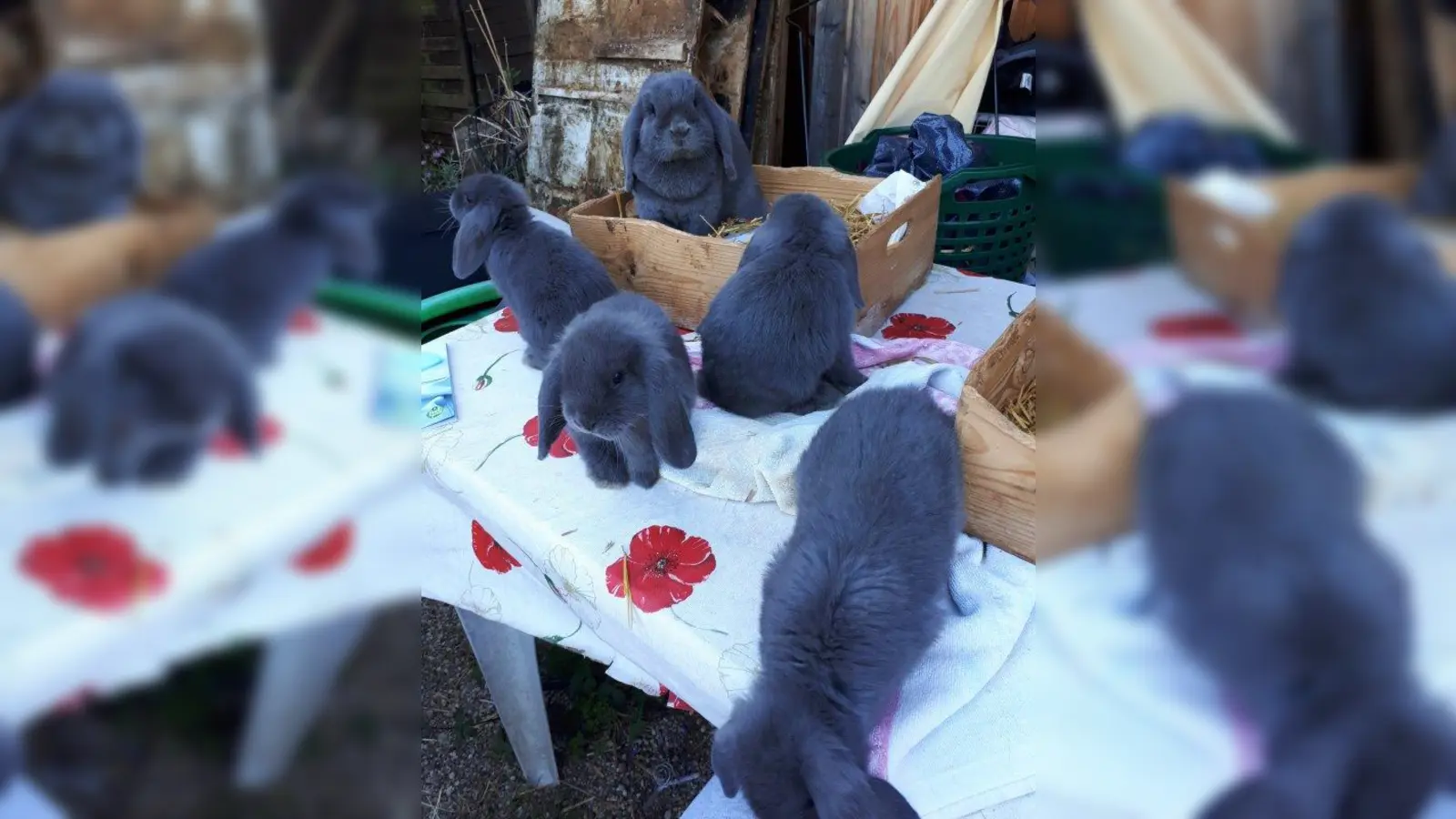 Kuschlig weich und traumhaft schön: Die Kaninchen der Rasse Zwergwidder blau aus der Zucht von Manuela Braun und ihrer Mutter. (Foto: Braun)