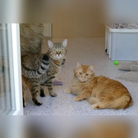 Die Kater Nilo und Kai sind verspielt und voller Energie. (Foto: Tierheim Riem)