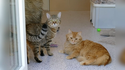 Die Kater Nilo und Kai sind verspielt und voller Energie. (Foto: Tierheim Riem)