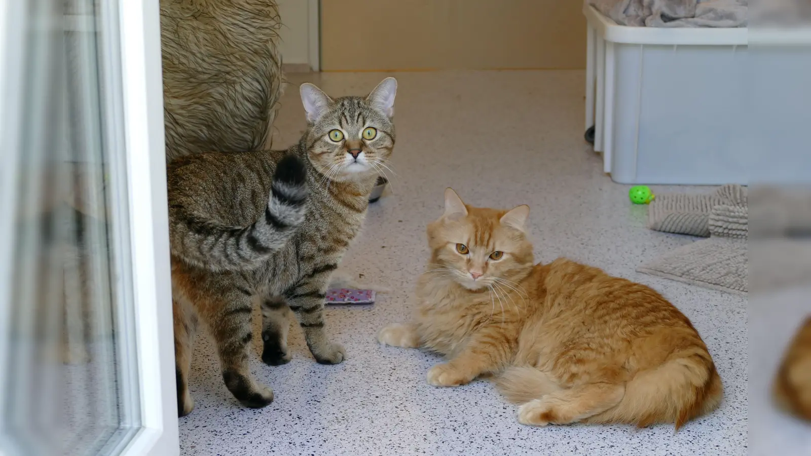 Die Kater Nilo und Kai sind verspielt und voller Energie. (Foto: Tierheim Riem)