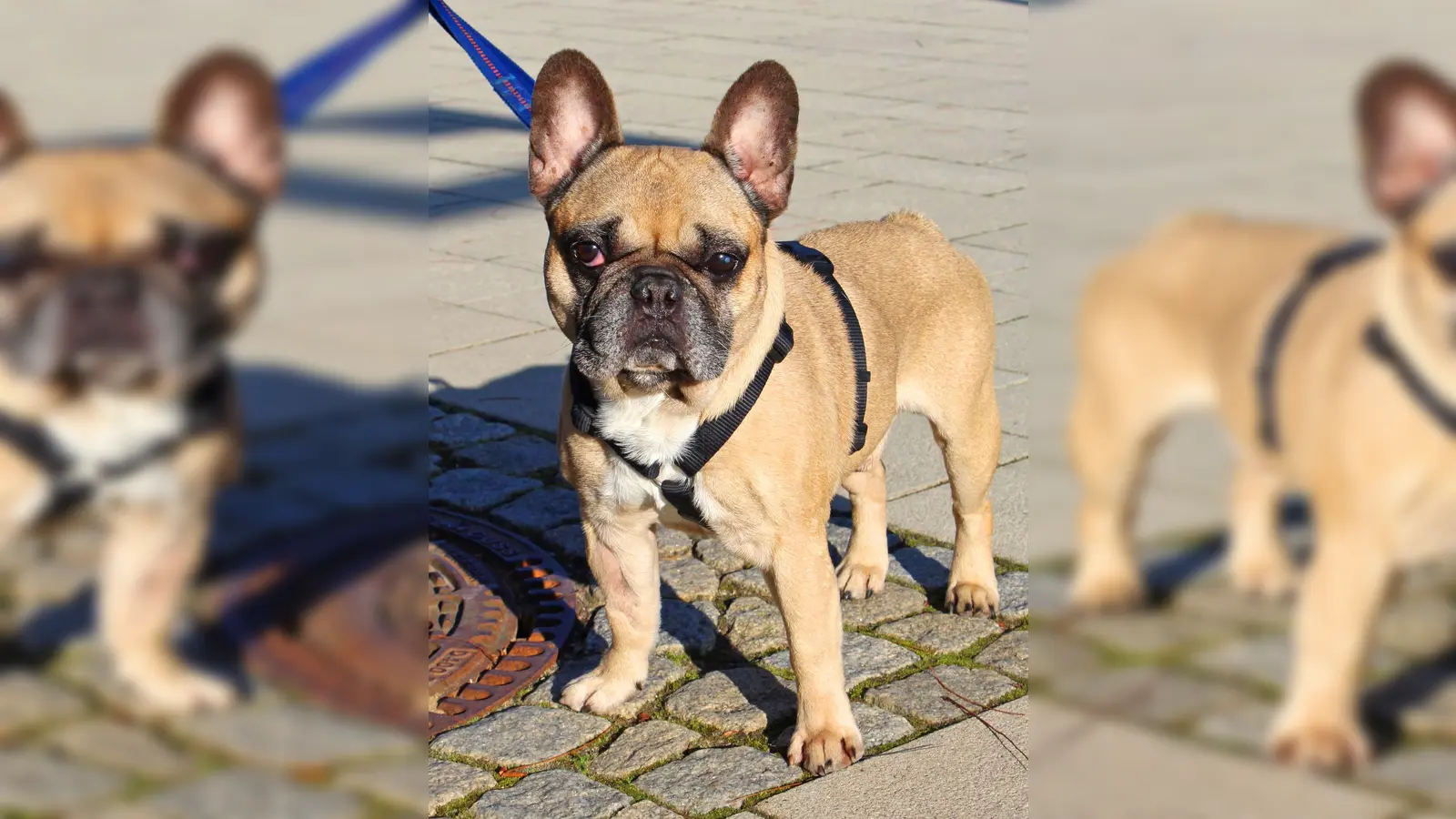 Französischer Bulldoggen Rüde Brownie. (Foto: Tierheim Riem)