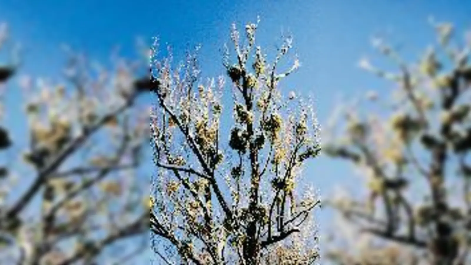 Misteln  Magie und Medizin.	 (Foto: Veranstalter)