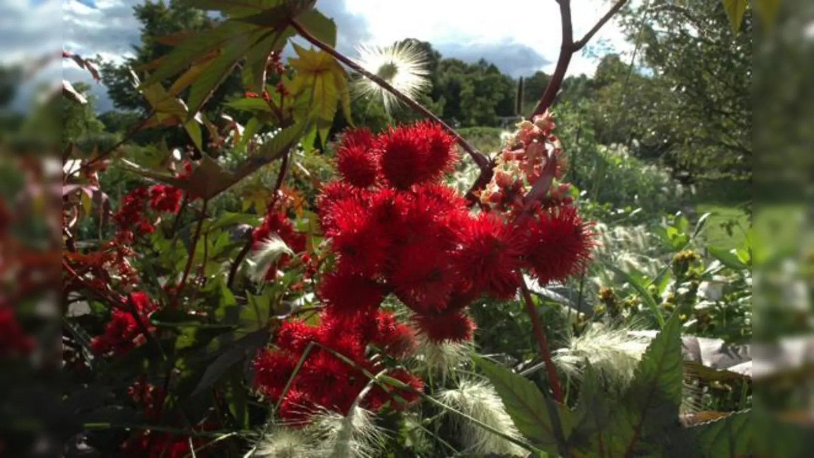Urspünglich, vermutet man, stammt der Rizinus aus Afrika. Doch er gedeiht auch in München. 	 (Foto: VA)