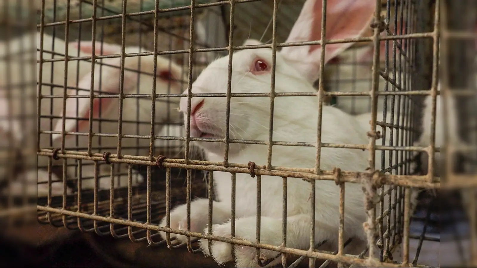 Als Haustier geliebt: Kaninchen leiden für den menschlichen Osterbrauch. (Foto: CIWF - Compassion in World Farming)