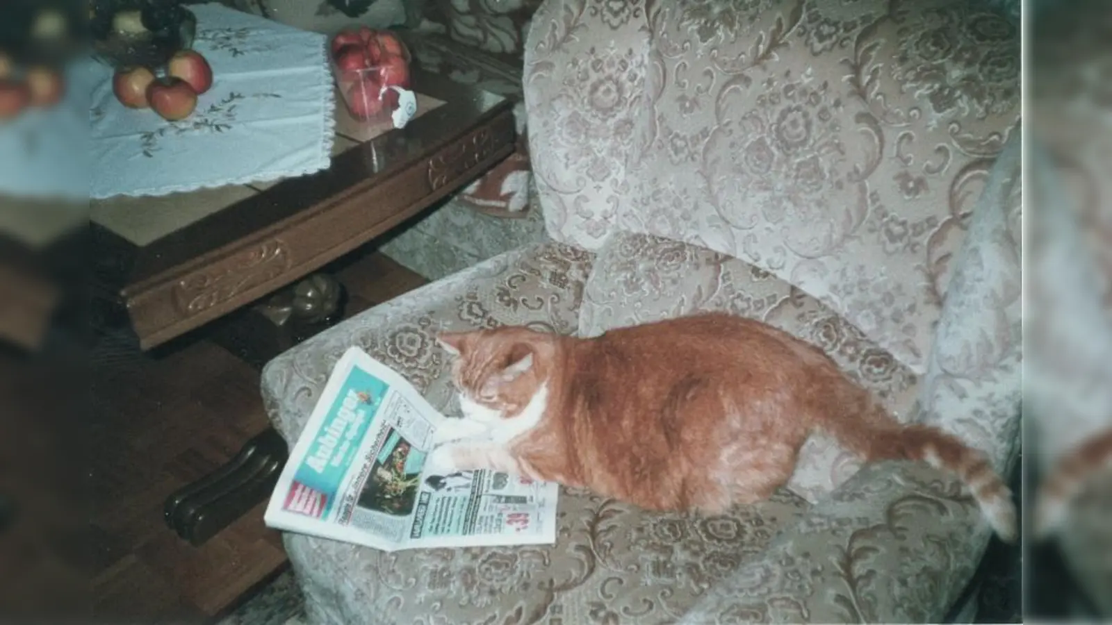 Schnurri, die Katze von Familie Hahn, beim „Studieren” des Werbe-Spiegels 1998. (Foto: pi)