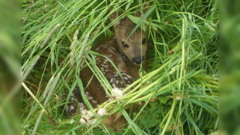 Versteckt in der hohen Wiese glaubt die Rehgeiß ihr Kitz in Sicherheit. Doch genau das Gegenteil ist der Fall: Hier ist die Gefahr am größten. (Foto: BJV Erding)