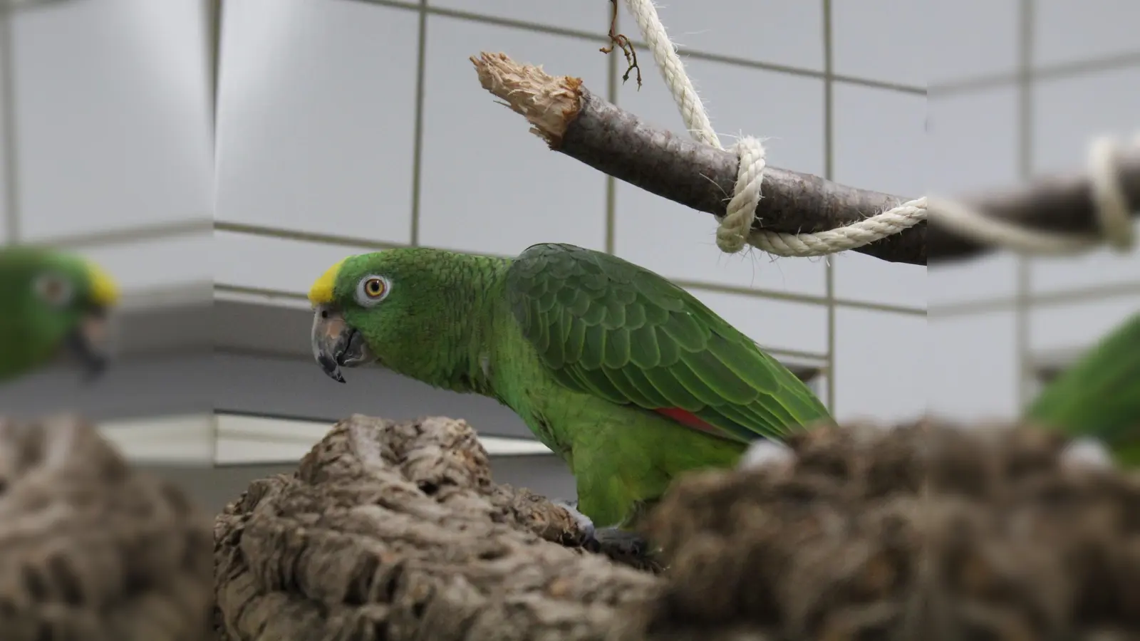 Rocky ist ein Gelbstirnamazonen-Hahn. (Foto: Tierheim Riem)