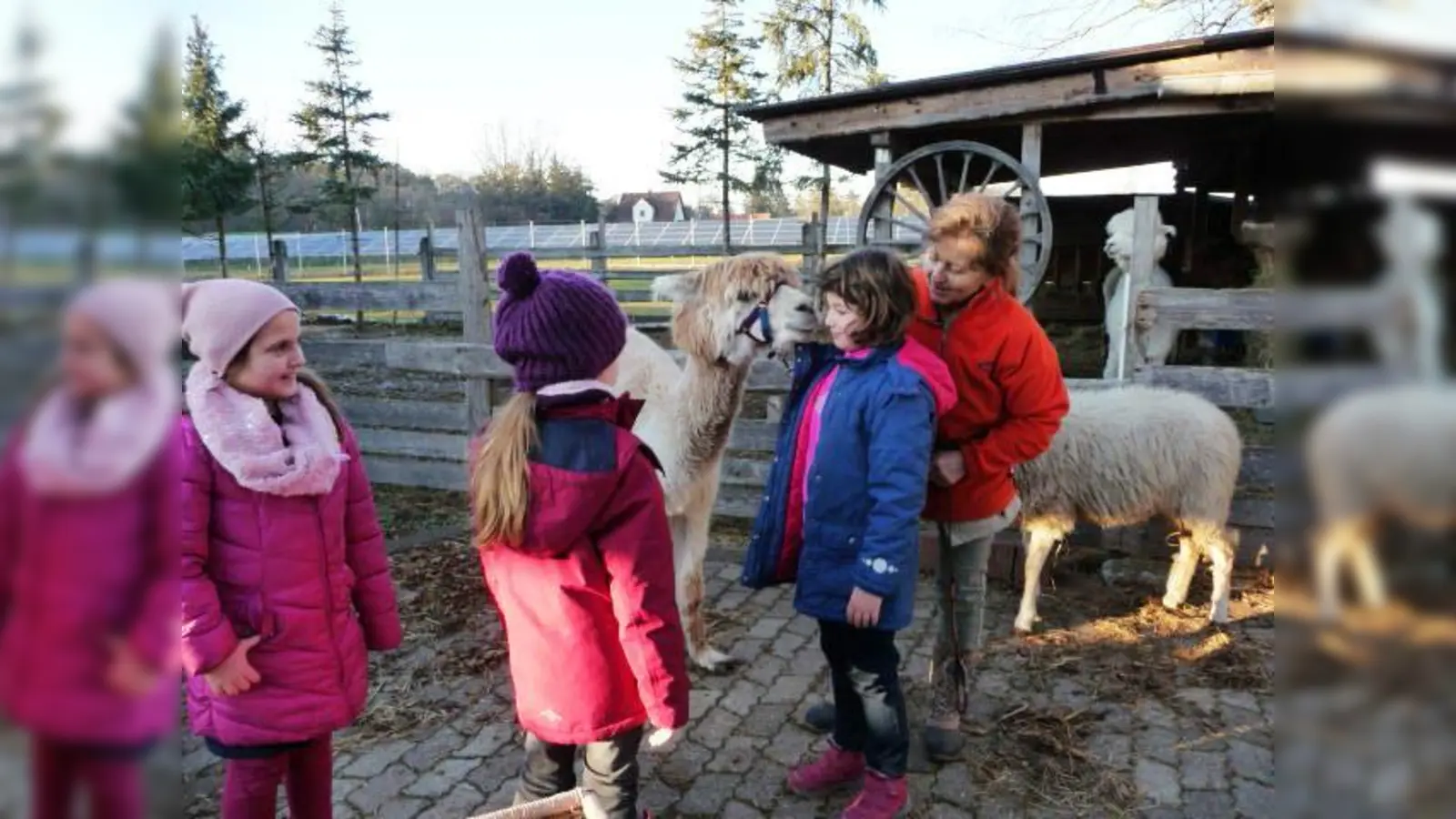 Moni's Farm mit Alpacas und weiteren Tieren, die sich hier pudelwohl fühlen. (Foto: VA)