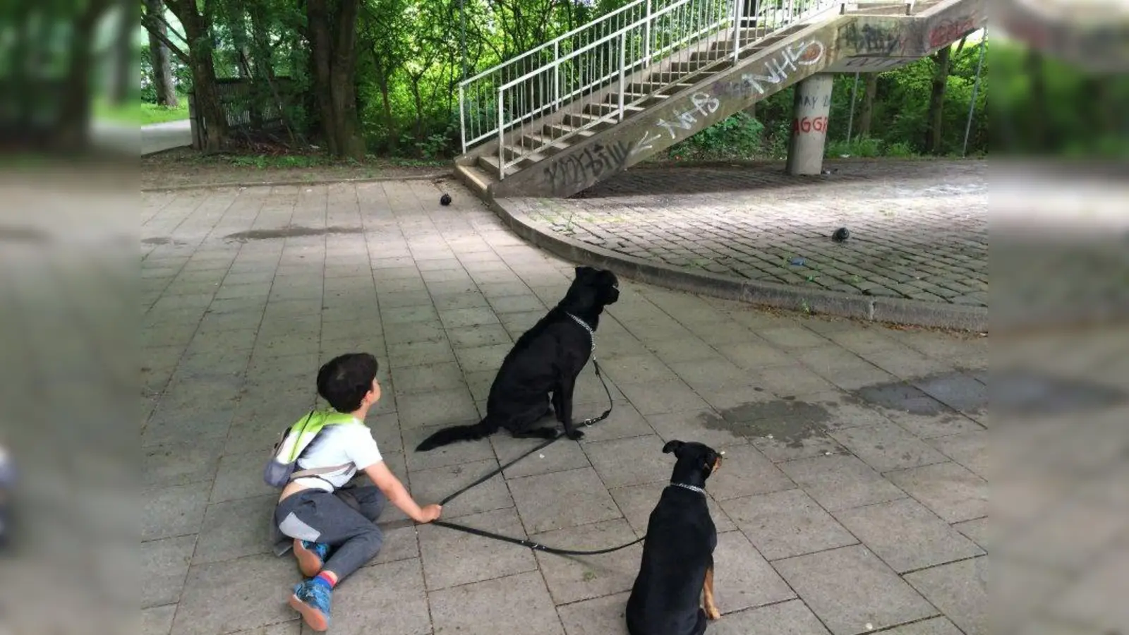 Selbst als die Hunde den Tauben nahe kamen, zeigten diese keinerlei Fluchtreflexe. (Foto: pi)