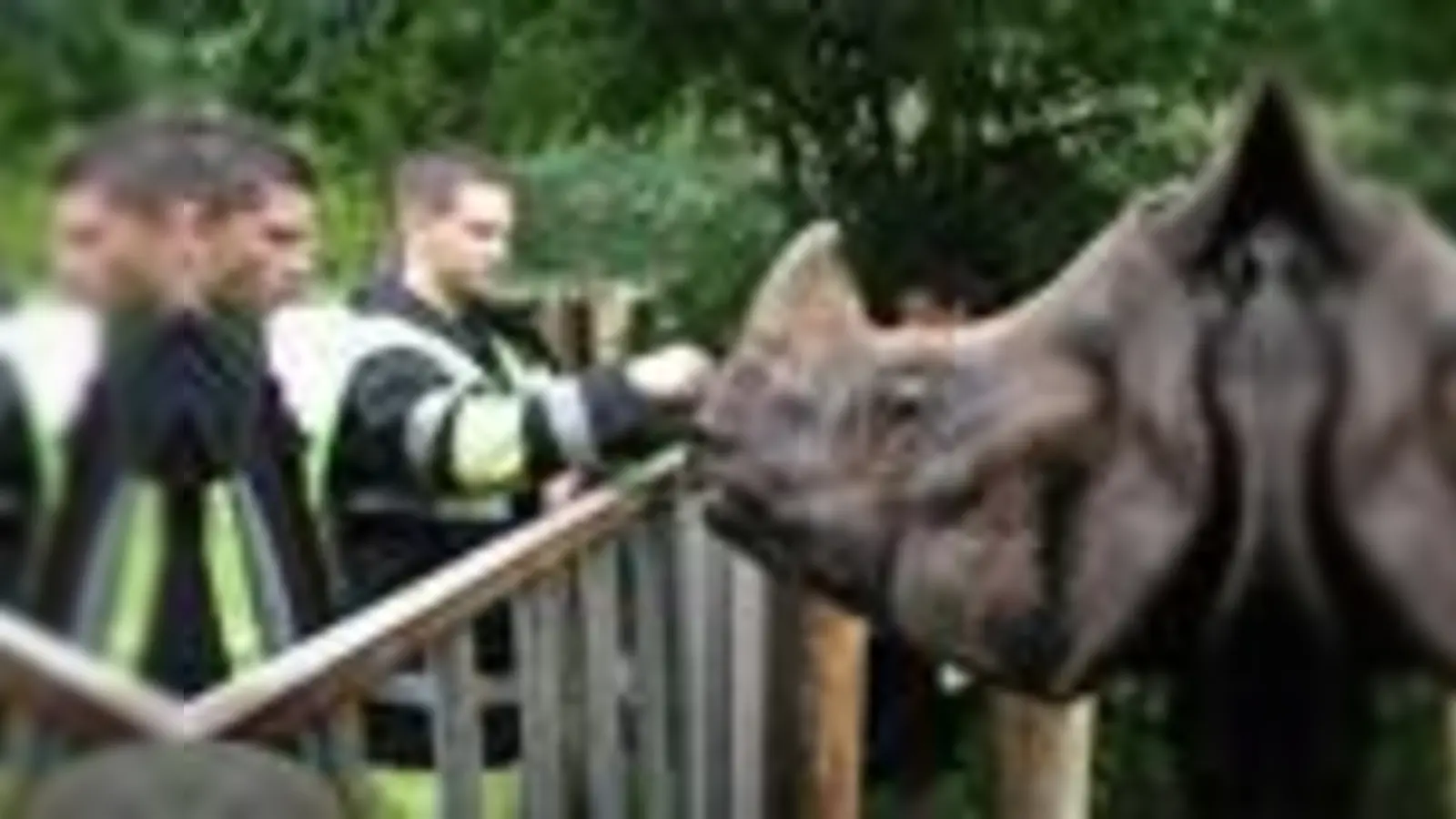 »Was macht ihr denn da?« Neugierig beäugen die Elefanten die Arbeiten der Feuerwehrleute. Zur Belohnung darf Bernhard (19) von der FFW Moosach mit dem Nashorn auf Tuchfühlung gehen.	 (Foto: Feuerwehr, ta)