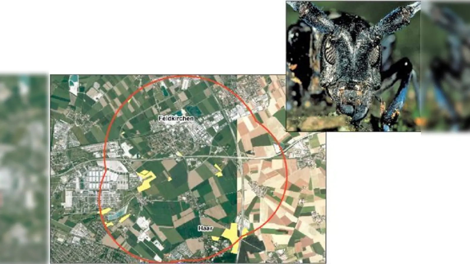 Die ausgeweitete Quarantänezone zur Bekämpfung des Asiatischen Laubholzbockkäfers, festgesetzt vom Amt für Ernährung, Landwirtschaft und Forsten Ebersberg (AELF). F.: ©Bayer. Vermessungsverwaltung;  (Foto: Bayer. Landesanstalt für Landwirtschaft)