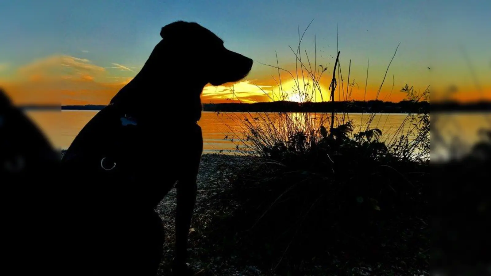 Verlaufen und jetzt ganz allein? Wenn ein Tier in einem Haustierregister eingetragen ist, ist der Weg zurück zu Herrchen oder Frauchen nicht ganz so schwer. (Foto: Mona Dannenberg)