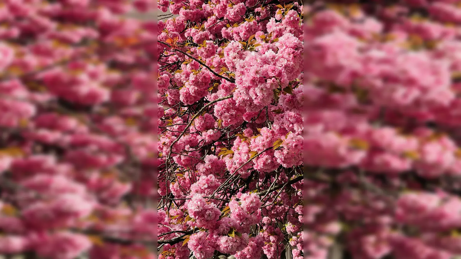 Ein Kirschbaum wurde fälschlicherweise gefällt, Ersatz soll demnächst gepflanzt werden.  (Foto: hw)