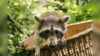 Die vier verwaisten Waschbären waren im Frühling 2017 im Alter von etwa 12 Wochen zunächst in der Tierauffangstation untergebracht. 	 (Foto: Dominik Greenwood)