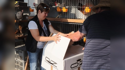 Fündig geworden! Resi Lachner, die frühere Ortsbäuerin aus der Volkmannsdorferau im Bayerischen Bauernverband, lässt sich ein paar neue Eierproduzenten einpacken.  (Foto: kw )