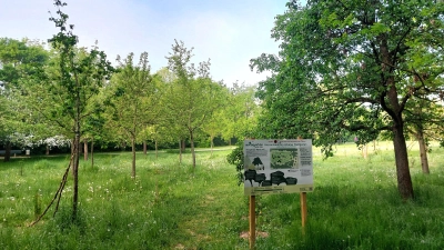 Am Michaelianger wächst auf einer Fläche von fast 2000 Quadratmetern ein urbaner Waldgarten heran. (Foto: bas)