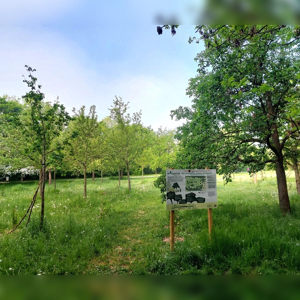 Am Michaelianger wächst auf einer Fläche von fast 2000 Quadratmetern ein urbaner Waldgarten heran. (Foto: bas)