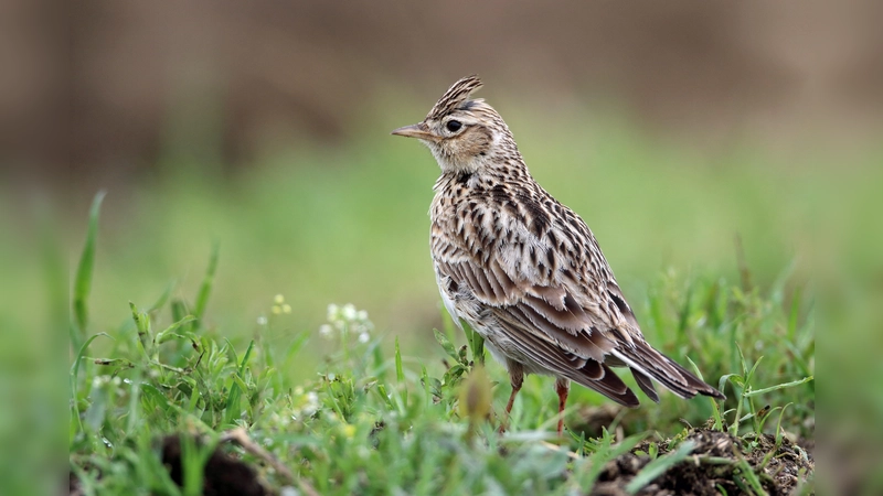 Bei einer Wanderung durch die Langwieder Heide erkundet man gemeinsam die Vielfalt der Vogelwelt. Dort brütet im Sommer auch die Feldlerche. (Foto: Frank Derer, LBV Bildarchiv)