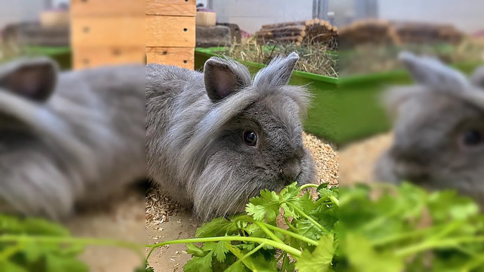 Löwenköpfchen-Kaninchen Manny. (Foto: Tierheim Riem)