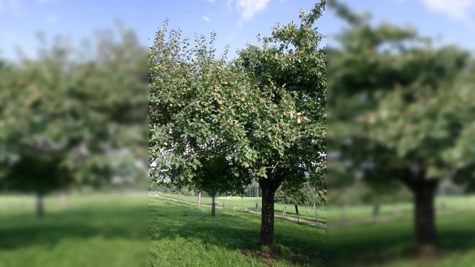 Die Solidargemeinschaft setzt sich für den Schutz und Erhalt von Streuobstwiesen ein. Sie organisieren daher Saftpresstermine im Landkreis. (Foto: Unser Land)