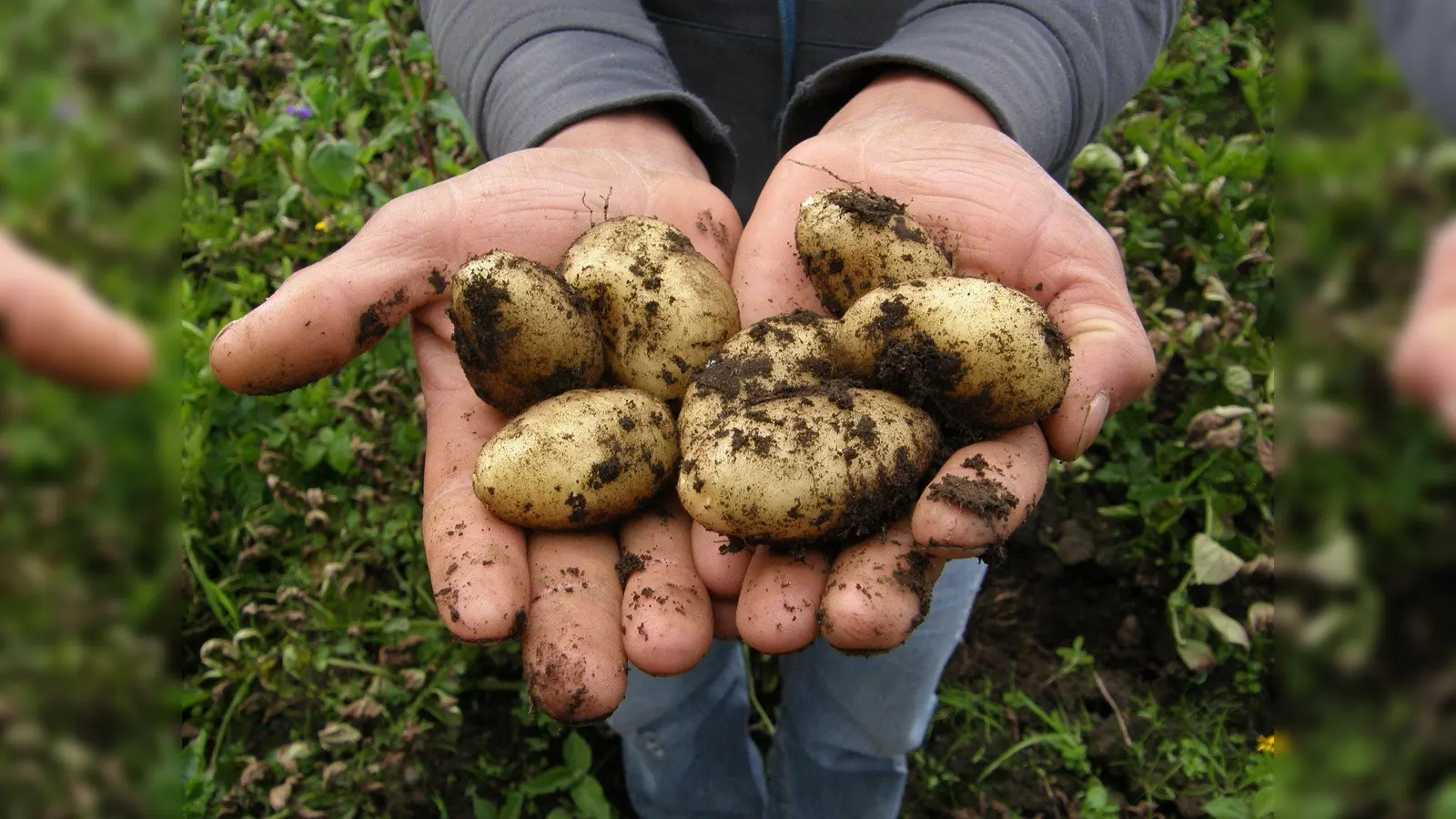 Die mit dem altertümlichen Schleuderroder aus dem Boden geholten Erdäpfel können direkt vom Feld selber aufgesammelt werden. (Foto: NT Franklin/CCO)