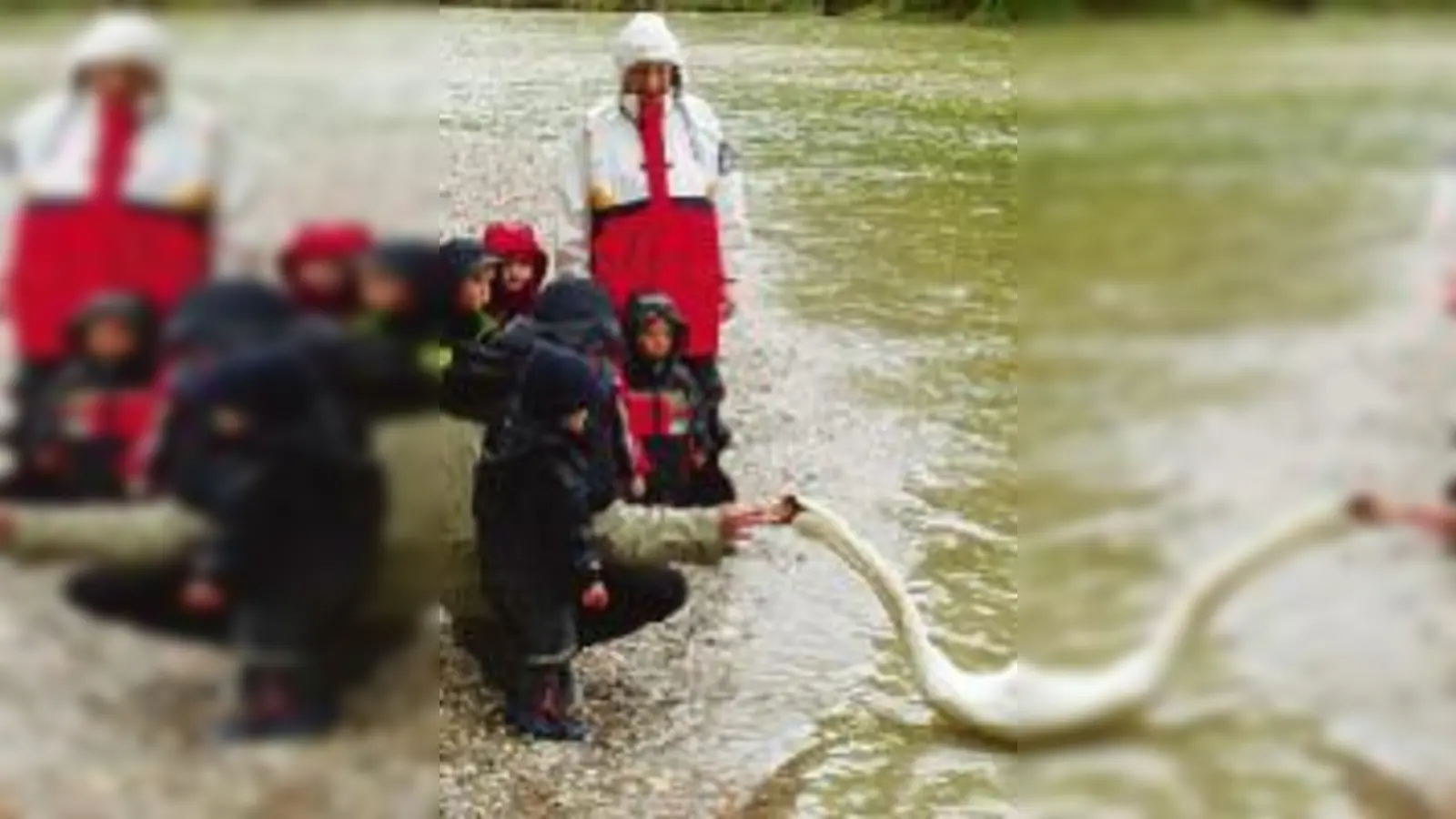 Spielen und lernen in der Natur ist das Prinzip des Naturkindergartens Haidhausen: also Obacht vor Schwänen. 	 (Foto: Verein)
