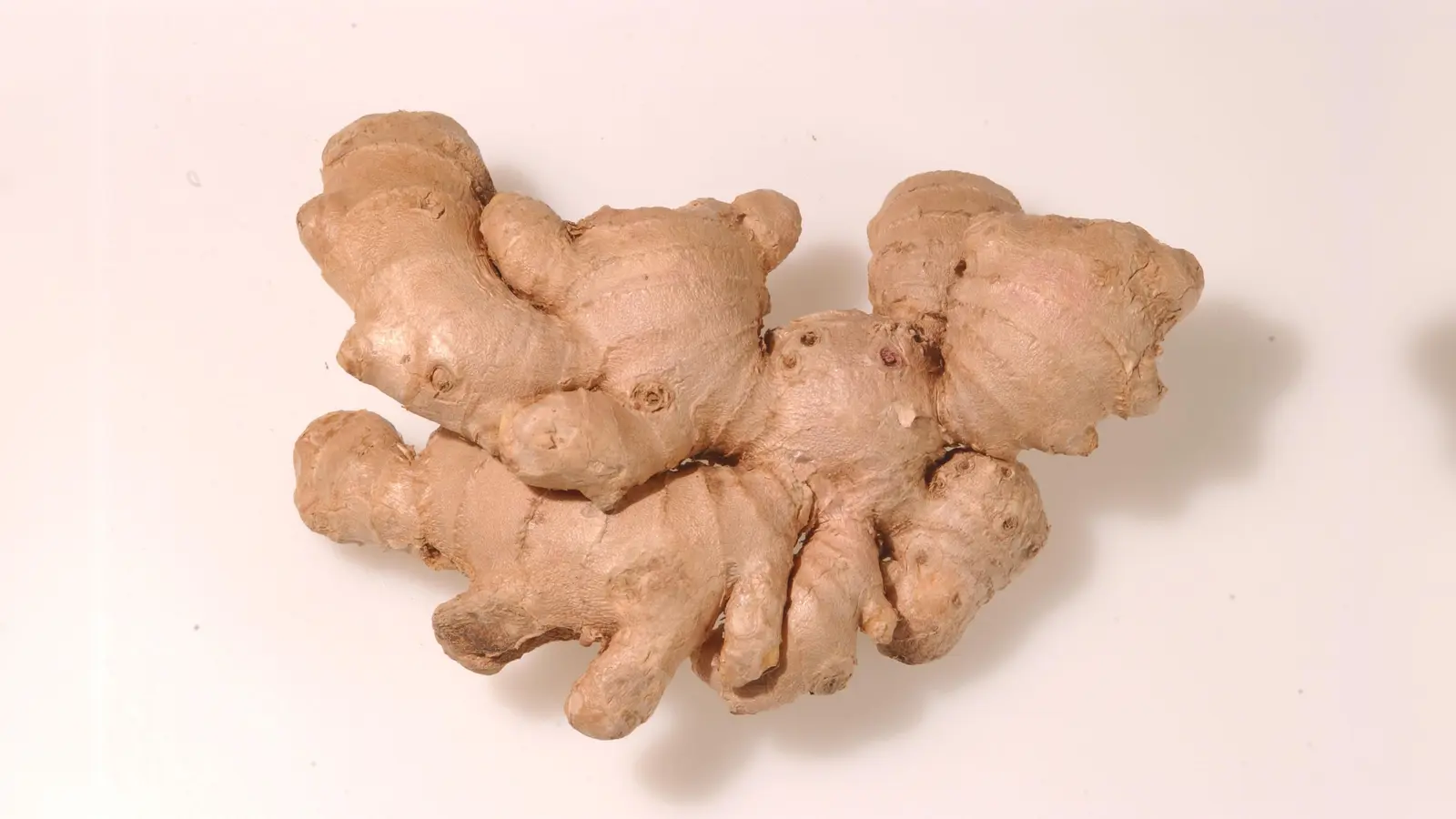 Ingwer, Zingiber officinale. Die Heimat der ausdauernden, krautigen Pflanze ist nicht sicher bekannt. Genutzt wird das Rhizom, die verzweigte, unterirdisch horizontal wachsende Sprossachse, die Stärke und ätherische Öle enthält. (Foto: Franz Hoeck)