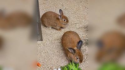 Unsere beiden Zwergkaninchen Summer und Morti. (Foto: Tierheim Riem)