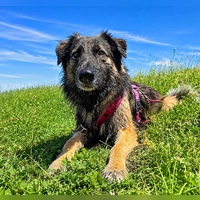 Ela, unser Colli-Schäferhund Mix. (Foto: Tierheim Riem)