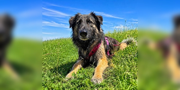 Ela, unser Colli-Schäferhund Mix. (Foto: Tierheim Riem)
